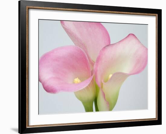 Pink Calla Lilies-Jamie & Judy Wild-Framed Photographic Print