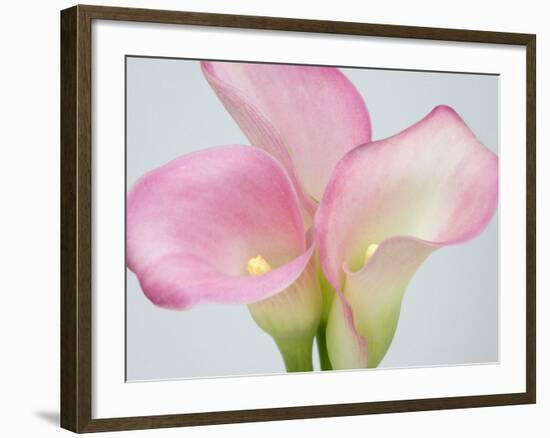 Pink Calla Lilies-Jamie & Judy Wild-Framed Photographic Print