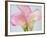 Pink Calla Lilies-Jamie & Judy Wild-Framed Photographic Print