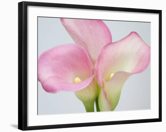 Pink Calla Lilies-Jamie & Judy Wild-Framed Photographic Print