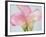 Pink Calla Lilies-Jamie & Judy Wild-Framed Photographic Print