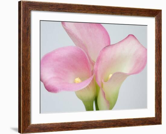 Pink Calla Lilies-Jamie & Judy Wild-Framed Photographic Print