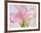 Pink Calla Lilies-Jamie & Judy Wild-Framed Photographic Print