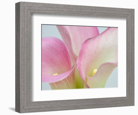 Pink Calla Lilies-Jamie & Judy Wild-Framed Photographic Print