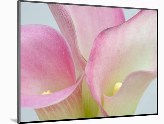 Pink Calla Lilies-Jamie & Judy Wild-Mounted Photographic Print