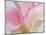 Pink Calla Lilies-Jamie & Judy Wild-Mounted Photographic Print