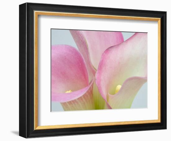 Pink Calla Lilies-Jamie & Judy Wild-Framed Photographic Print