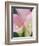 Pink Calla Lilies-Jamie & Judy Wild-Framed Photographic Print