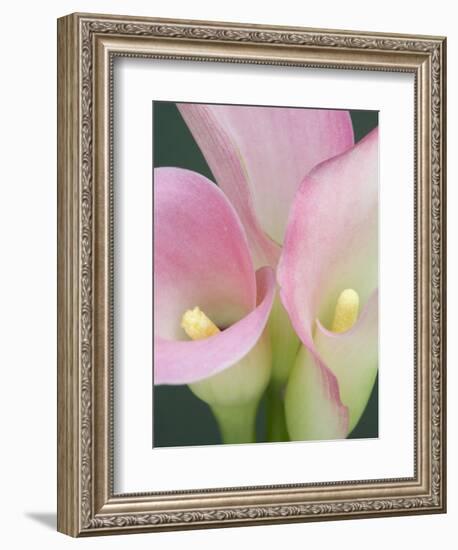 Pink Calla Lilies-Jamie & Judy Wild-Framed Photographic Print