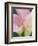 Pink Calla Lilies-Jamie & Judy Wild-Framed Photographic Print