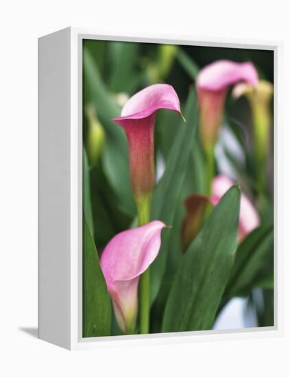 Pink Calla Lily Flowers-Michelle Garrett-Framed Premier Image Canvas