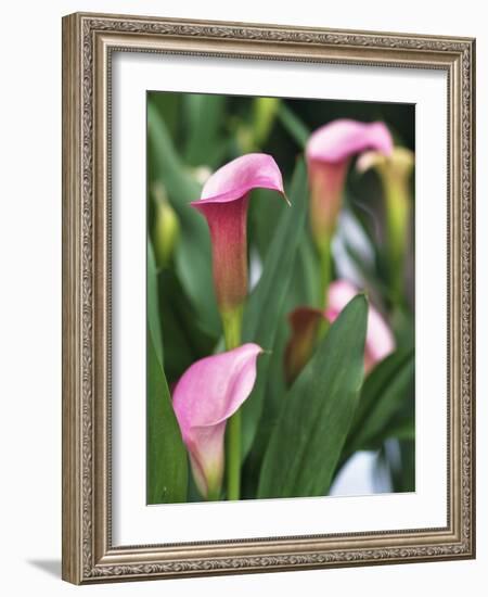 Pink Calla Lily Flowers-Michelle Garrett-Framed Photographic Print