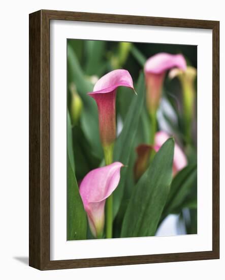 Pink Calla Lily Flowers-Michelle Garrett-Framed Photographic Print