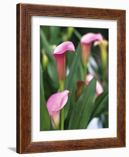 Pink Calla Lily Flowers-Michelle Garrett-Framed Photographic Print