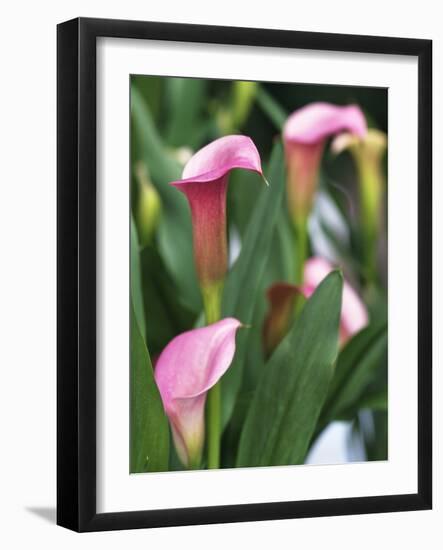 Pink Calla Lily Flowers-Michelle Garrett-Framed Photographic Print