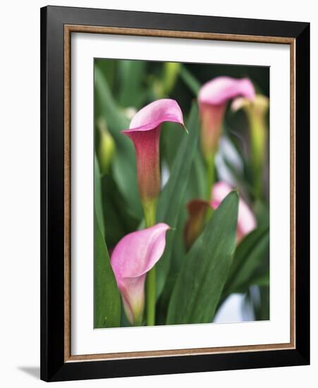 Pink Calla Lily Flowers-Michelle Garrett-Framed Photographic Print