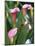 Pink Calla Lily Flowers-Michelle Garrett-Mounted Photographic Print