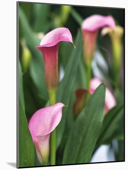 Pink Calla Lily Flowers-Michelle Garrett-Mounted Photographic Print