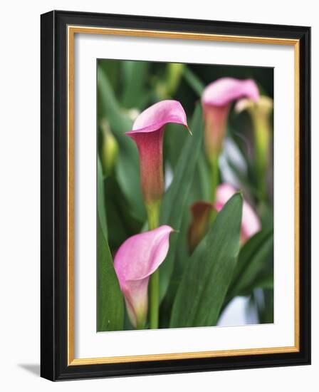 Pink Calla Lily Flowers-Michelle Garrett-Framed Photographic Print