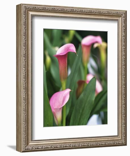 Pink Calla Lily Flowers-Michelle Garrett-Framed Photographic Print