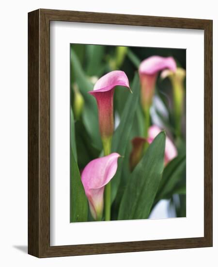 Pink Calla Lily Flowers-Michelle Garrett-Framed Photographic Print