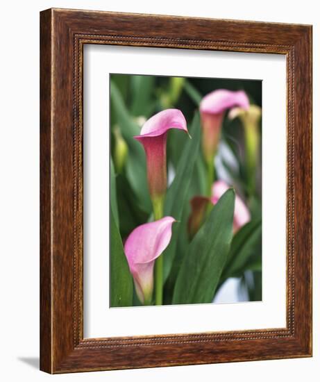 Pink Calla Lily Flowers-Michelle Garrett-Framed Photographic Print