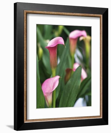 Pink Calla Lily Flowers-Michelle Garrett-Framed Photographic Print