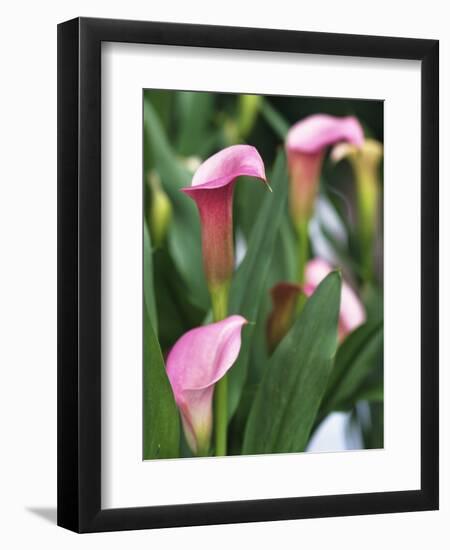 Pink Calla Lily Flowers-Michelle Garrett-Framed Photographic Print