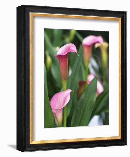 Pink Calla Lily Flowers-Michelle Garrett-Framed Photographic Print