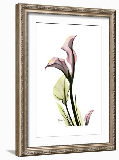 Pink Calla Lily Portrait-Albert Koetsier-Framed Premium Giclee Print