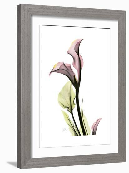 Pink Calla Lily Portrait-Albert Koetsier-Framed Premium Giclee Print