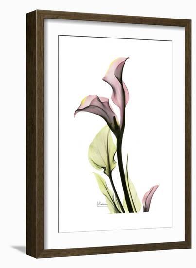 Pink Calla Lily Portrait-Albert Koetsier-Framed Premium Giclee Print