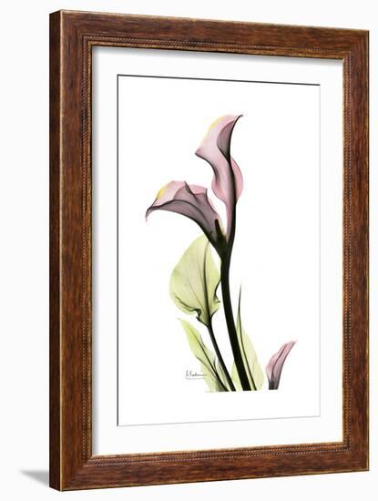 Pink Calla Lily Portrait-Albert Koetsier-Framed Premium Giclee Print