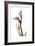 Pink Calla Lily Portrait-Albert Koetsier-Framed Premium Giclee Print