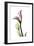 Pink Calla Lily Portrait-Albert Koetsier-Framed Premium Giclee Print