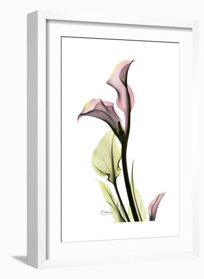 Pink Calla Lily Portrait-Albert Koetsier-Framed Premium Giclee Print