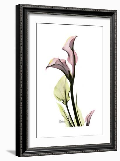 Pink Calla Lily Portrait-Albert Koetsier-Framed Premium Giclee Print