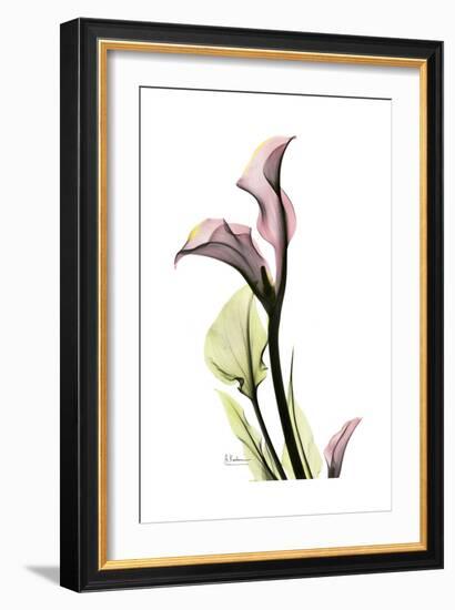 Pink Calla Lily Portrait-Albert Koetsier-Framed Premium Giclee Print