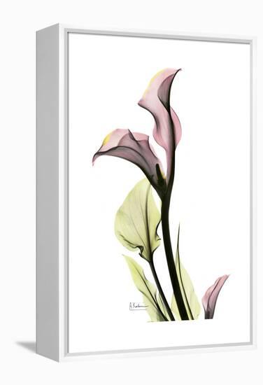 Pink Calla Lily Portrait-Albert Koetsier-Framed Stretched Canvas