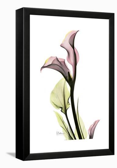 Pink Calla Lily Portrait-Albert Koetsier-Framed Stretched Canvas