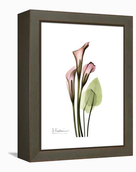 Pink Calla Lily Portrait-Albert Koetsier-Framed Stretched Canvas