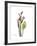 Pink Calla Lily Portrait-Albert Koetsier-Framed Premium Giclee Print