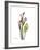 Pink Calla Lily Portrait-Albert Koetsier-Framed Premium Giclee Print