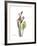 Pink Calla Lily Portrait-Albert Koetsier-Framed Premium Giclee Print