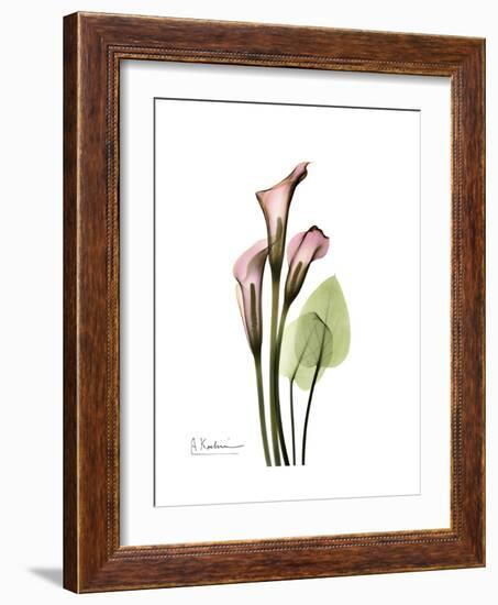 Pink Calla Lily Portrait-Albert Koetsier-Framed Premium Giclee Print