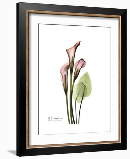 Pink Calla Lily Portrait-Albert Koetsier-Framed Premium Giclee Print