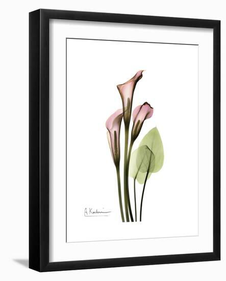 Pink Calla Lily Portrait-Albert Koetsier-Framed Premium Giclee Print