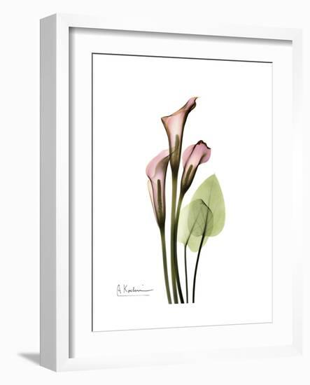 Pink Calla Lily Portrait-Albert Koetsier-Framed Premium Giclee Print