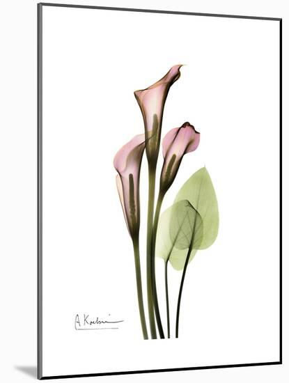 Pink Calla Lily Portrait-Albert Koetsier-Mounted Premium Giclee Print