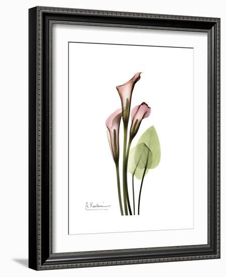 Pink Calla Lily Portrait-Albert Koetsier-Framed Premium Giclee Print